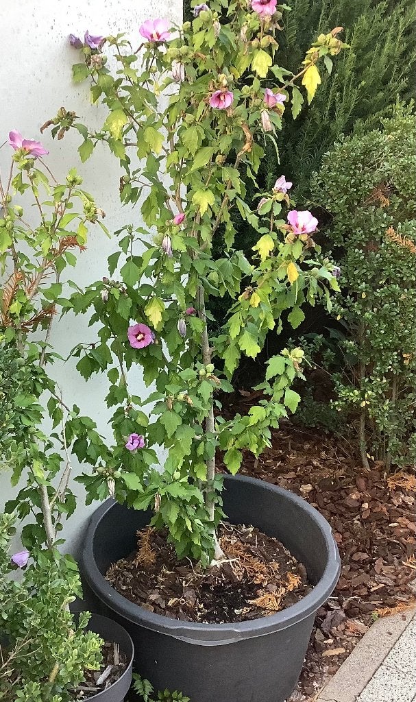 Hibiscus, Ophalen, Zomer, Overige soorten, Halfschaduw