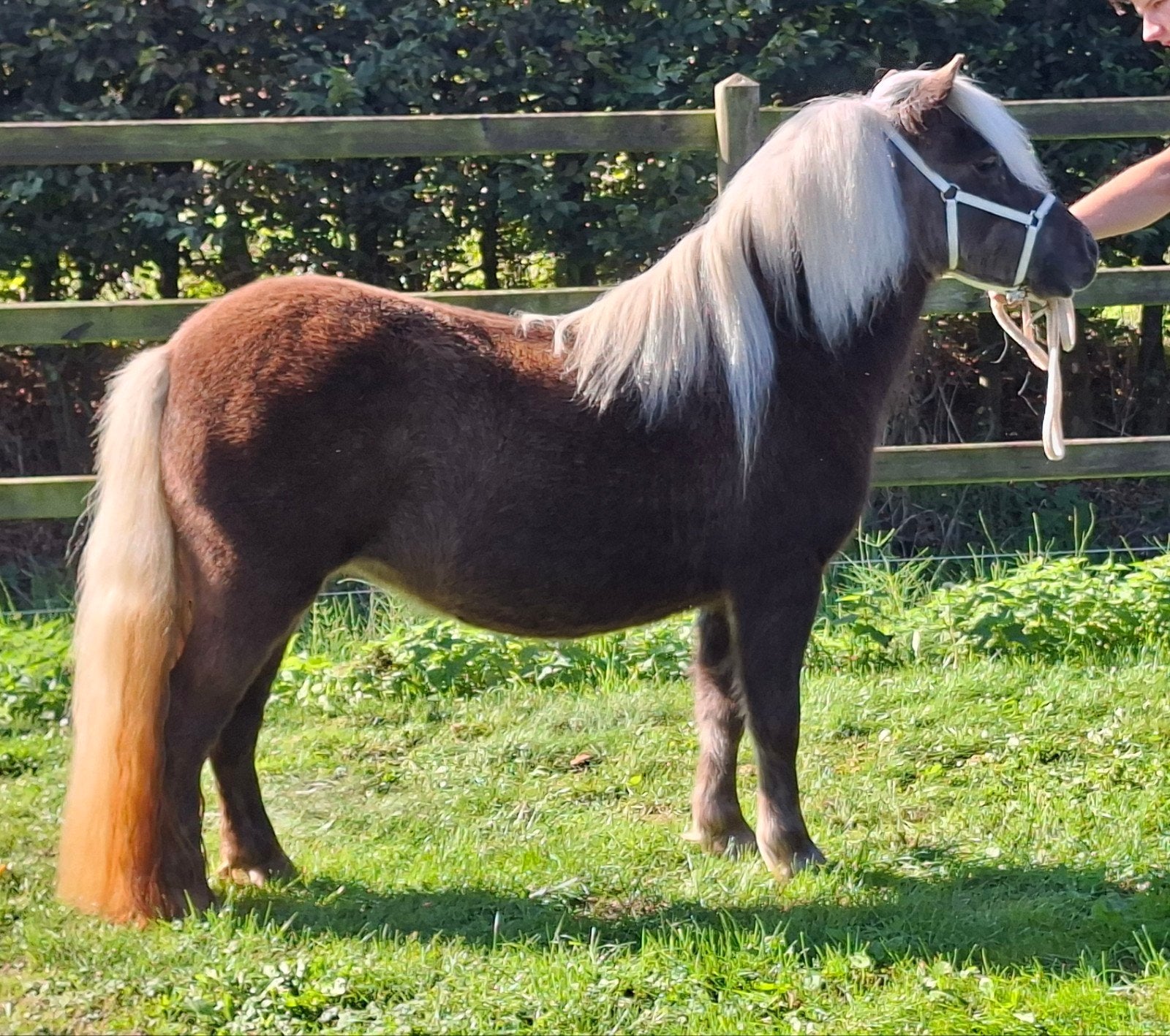 Fraaie zilverappel shetland merrie, Merrie, A pony (tot 1.17m), 3 tot 6 jaar