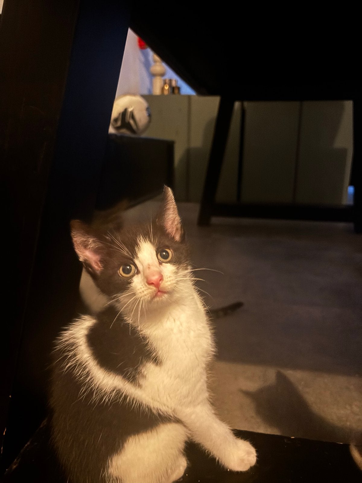 Superlieve kitten gratis af te halen, Dieren en Toebehoren, Katten en Kittens | Overige Katten, Poes