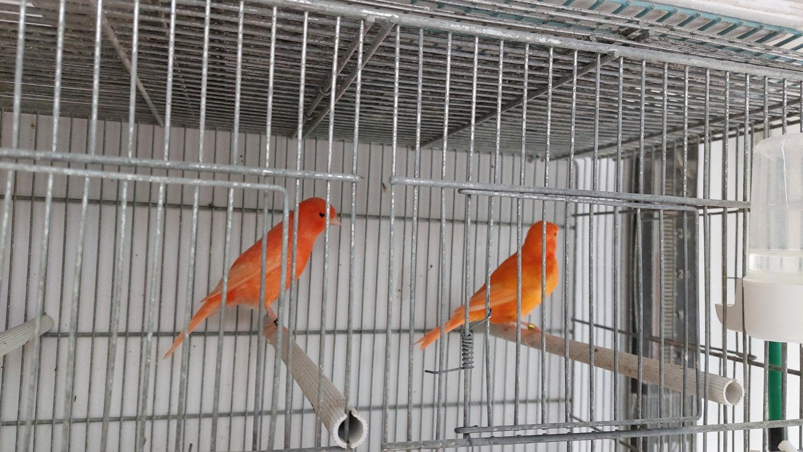 koppel rode kanaries, Meerdere dieren, Kleurkanarie