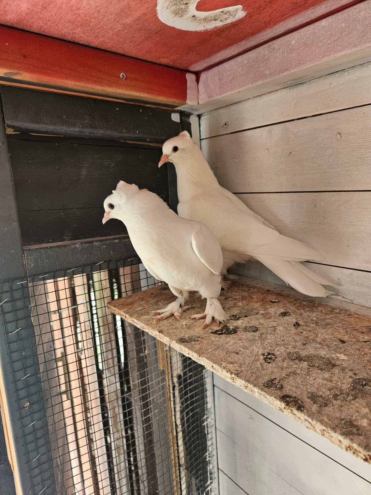 takla duiven, Dieren en Toebehoren, Meerdere dieren, Postduif