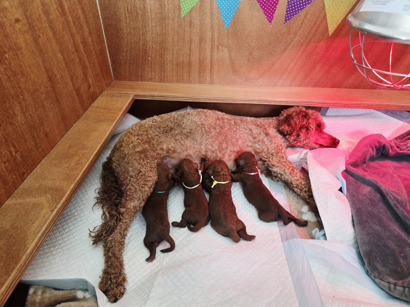 Rode dwergpoedel pups geboren!, 8 tot 15 weken, Geslacht onbekend, Meerdere, Klein