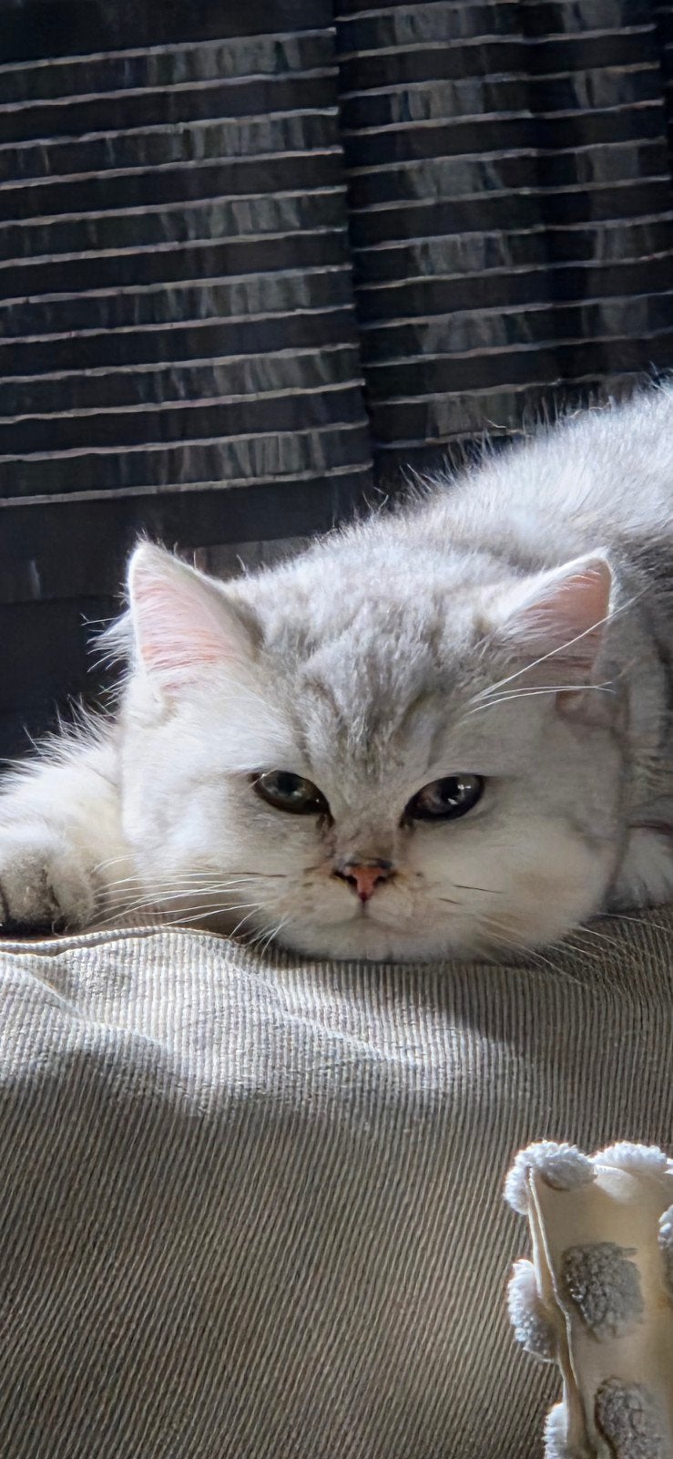 100% Britse korthaar Silver Tabby, Poes, Gechipt, 0 tot 2 jaar