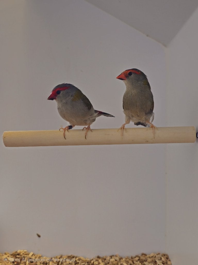 Dornastrilde | Verschillende broedkoppels | Goede conditie, Meerdere dieren, Tropenvogel