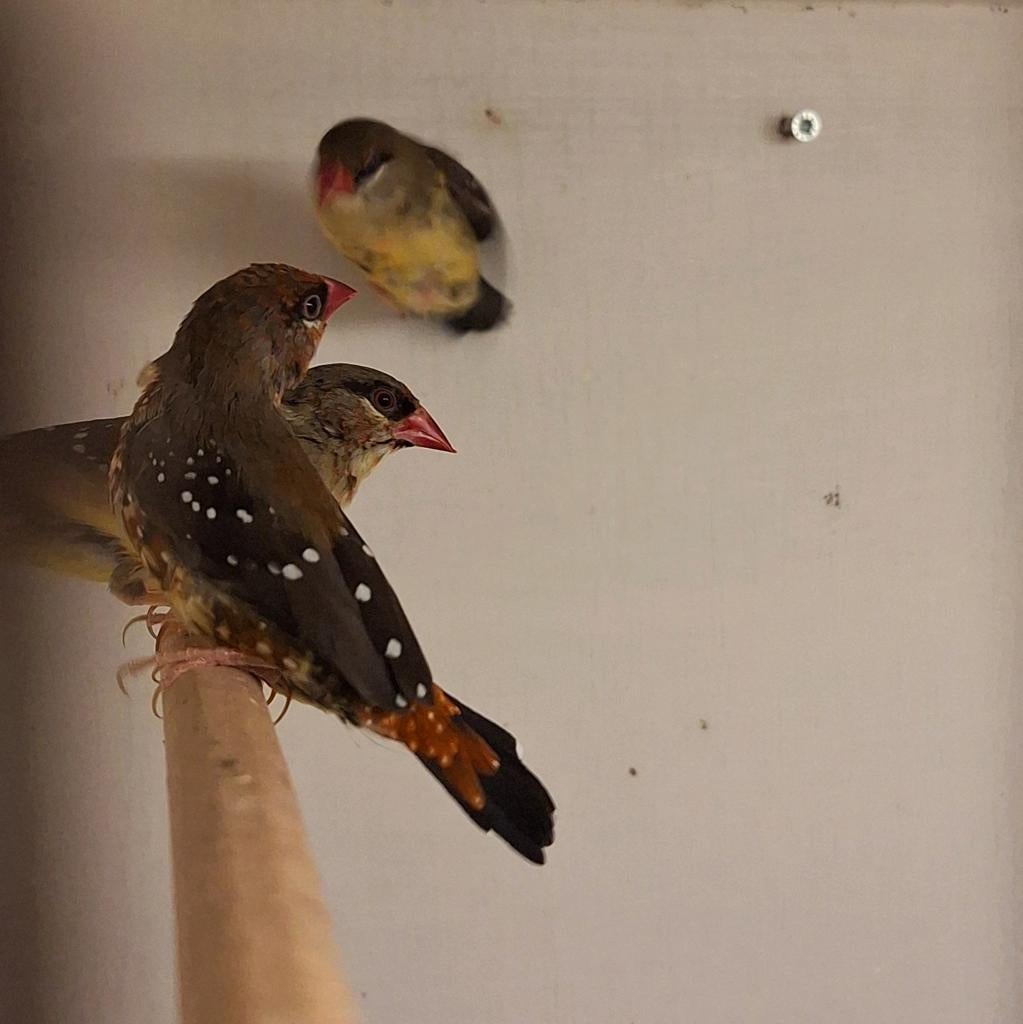 Tijgervinken, Dieren en Toebehoren, Vogels | Overige Vogels, Meerdere dieren
