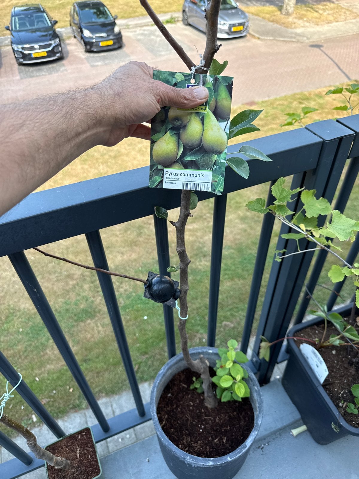 Perenboom (Pyrus communis) in pot, Tuin en Terras, Planten | Fruitbomen, Lente, Volle zon, Ophalen of Verzenden, 100 tot 250 cm