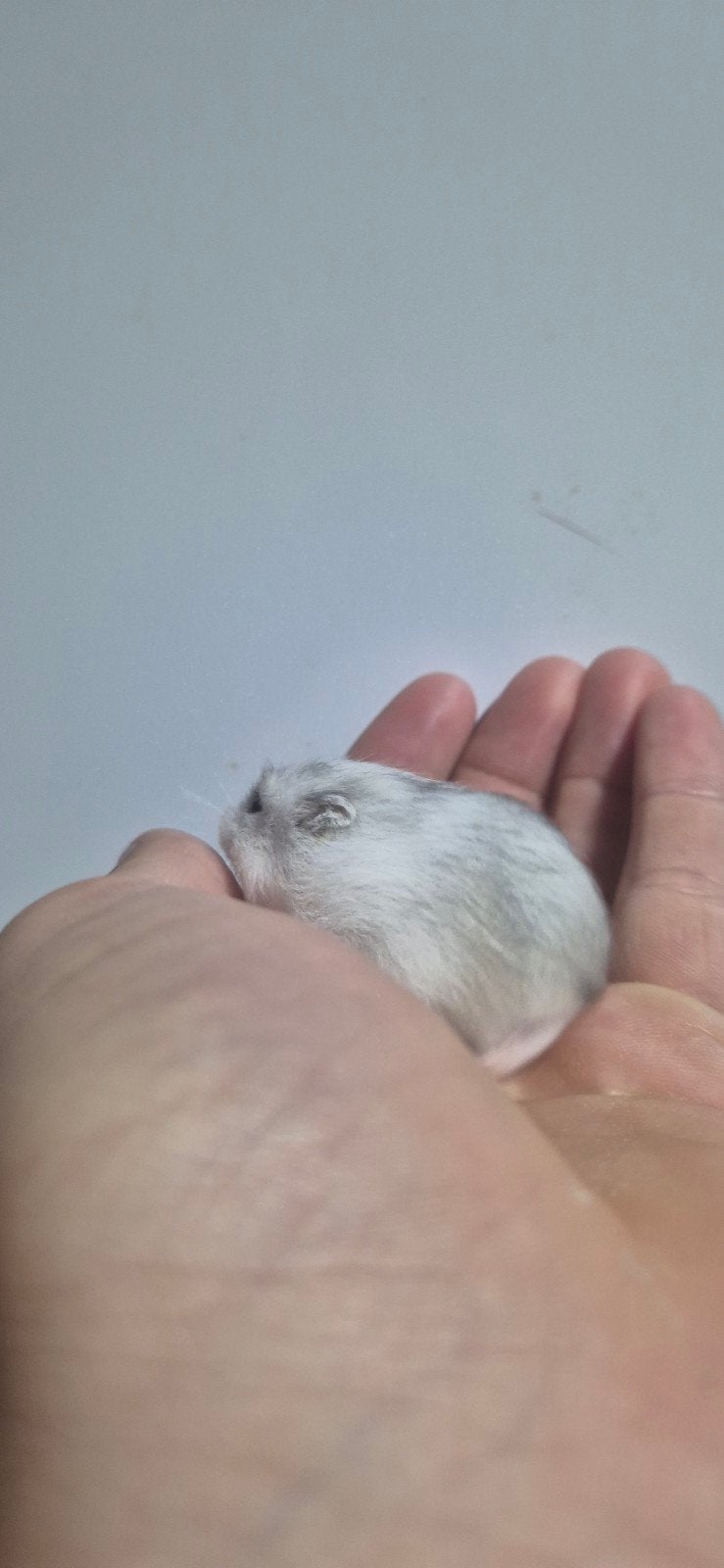 Tamme baby dwerghamsters, Dieren en Toebehoren, Hamster, Augustus, Meerdere dieren, Tam