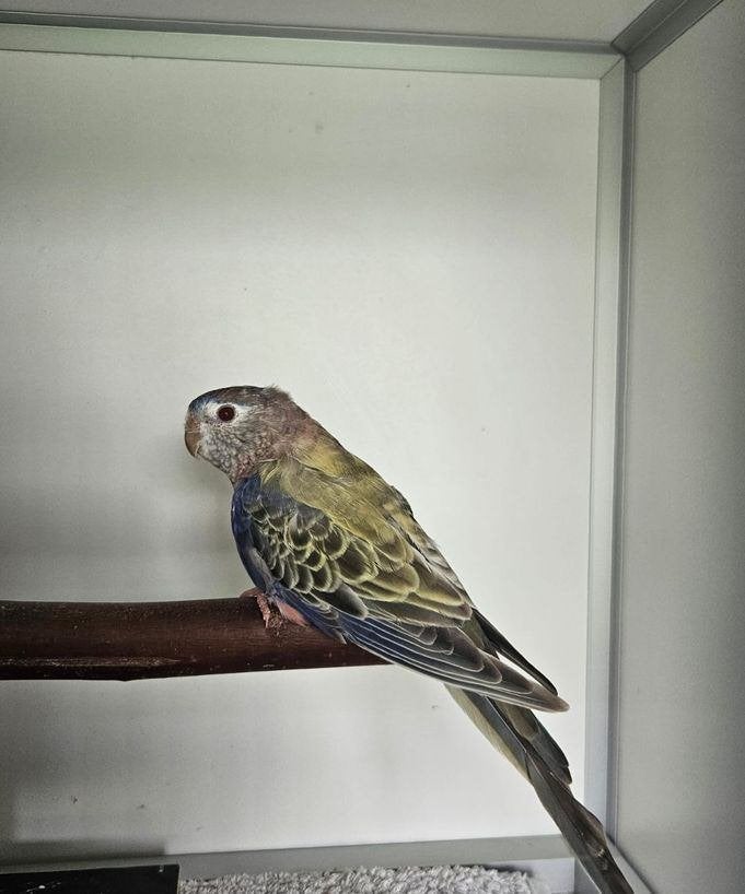 Burmilla zoekt een huisje! (Bourke's Parkiet), Vrouwelijk, Parkiet