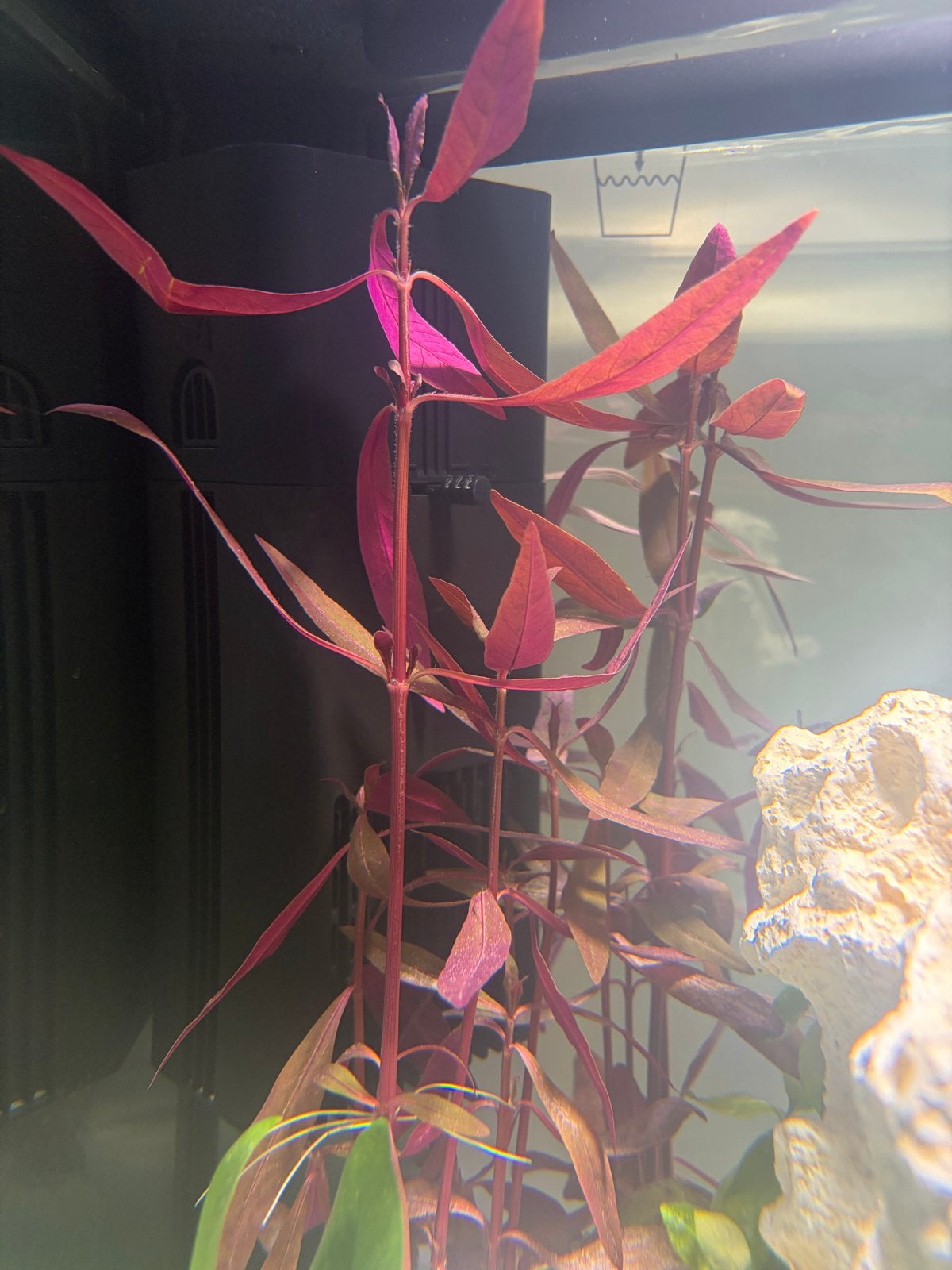 Aquarium pomp – originele filterpomp voor Qubiq 60, Dieren en Toebehoren, Vissen | Aquaria en Toebehoren, Ophalen of Verzenden