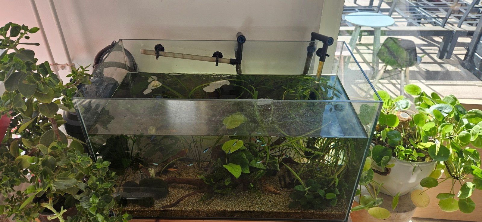 aquarium met vissen, Ophalen, Inclusief vissen, Gebruikt, Gevuld zoetwateraquarium