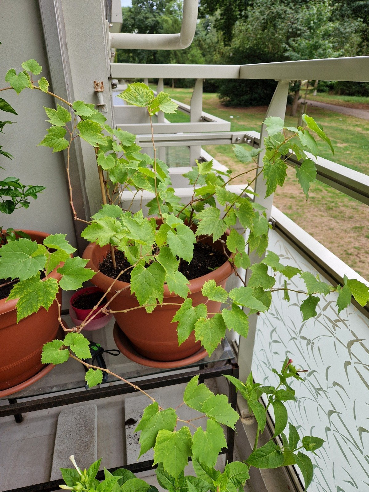 druivenplant druivenstruik asma zonder pot, Tuin en Terras, Planten | Tuinplanten, Ophalen, Vaste plant, Fruitplanten