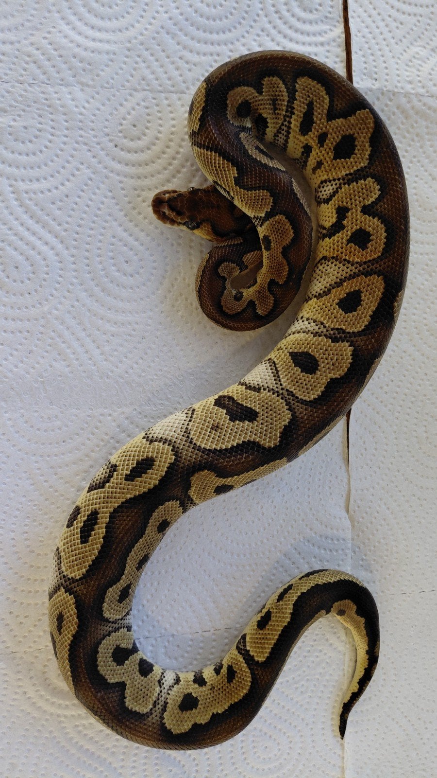 0.1 clown python regius, Slang, Tam, 0 tot 2 jaar