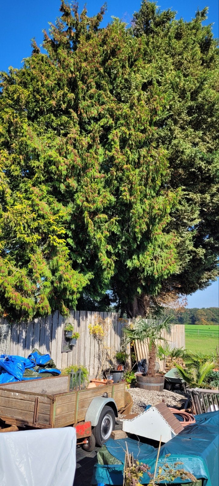 Gratis boom, Tuin en Terras, Bloeit niet, Overige soorten, 400 cm of meer, Ophalen