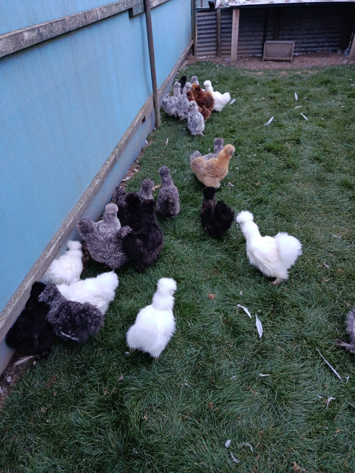 Jonge zijdehoenders te koop, Dieren en Toebehoren, Kip