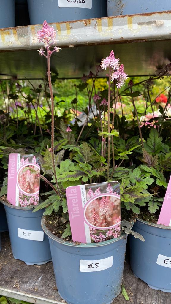 Tiarella 'Angel Wings' - Roze Schuimkaars, Tuin en Terras, Ophalen, Bodembedekkers, Vaste plant, Halfschaduw