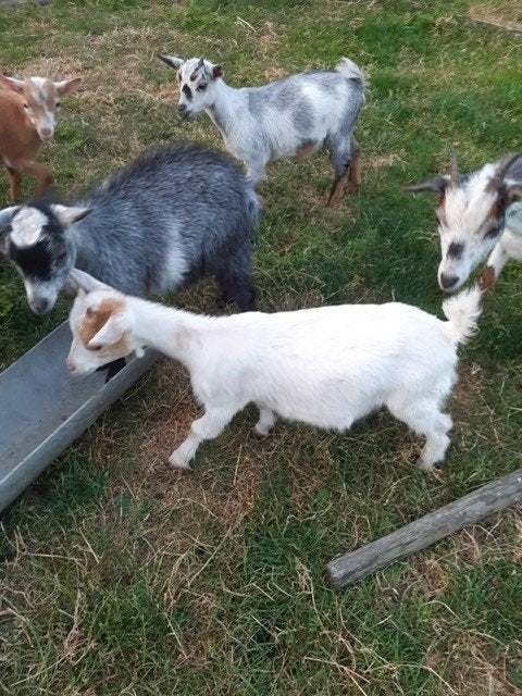 dwerggeit en dwergbokje, Meerdere dieren, Geit, 0 tot 2 jaar