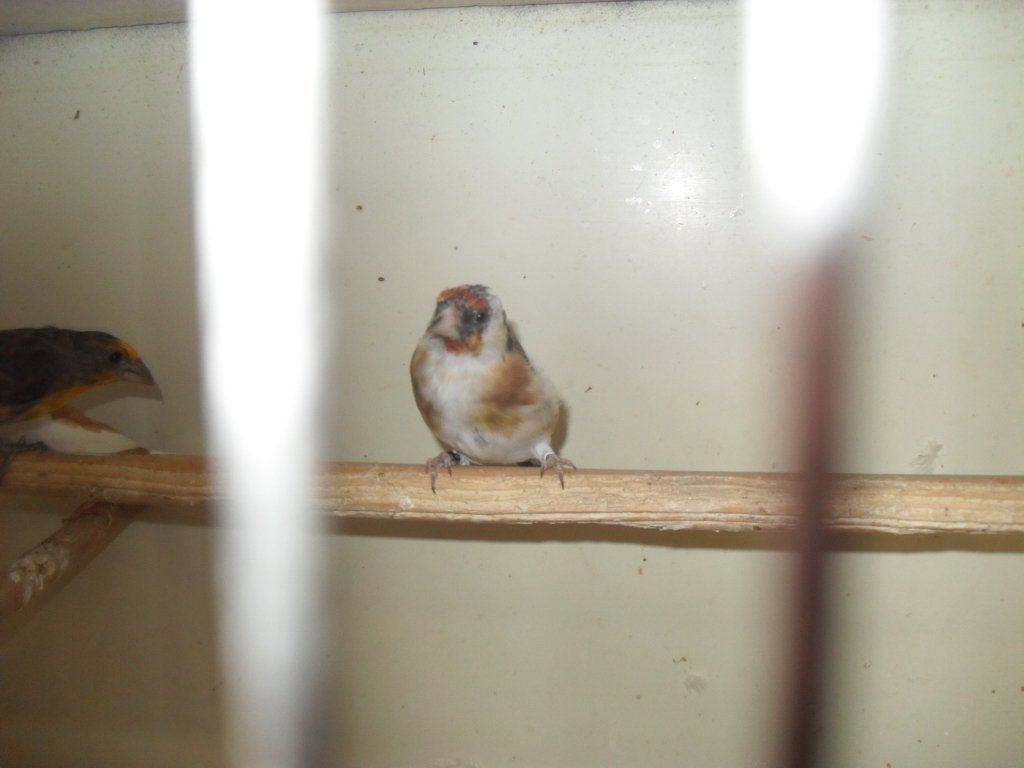 div vogeltjes, Meerdere dieren, Tropenvogel