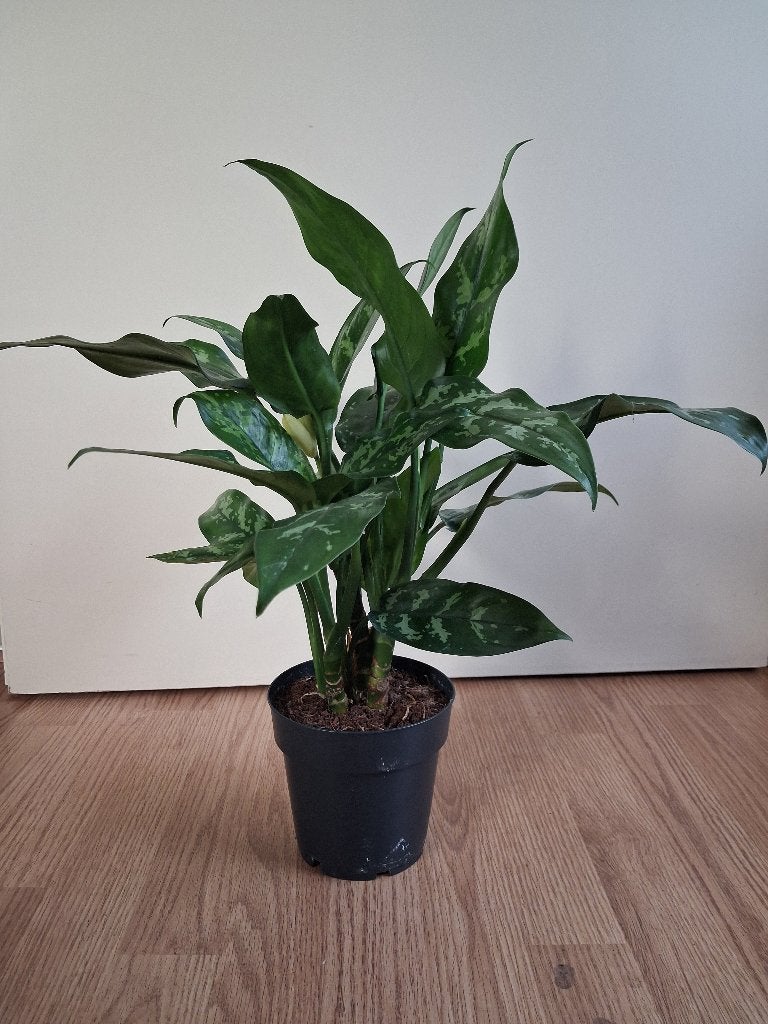 Aglaonema Maria - Chinese Evergreen H: 50 cm., Ophalen, Overige soorten, Halfschaduw, Minder dan 100 cm