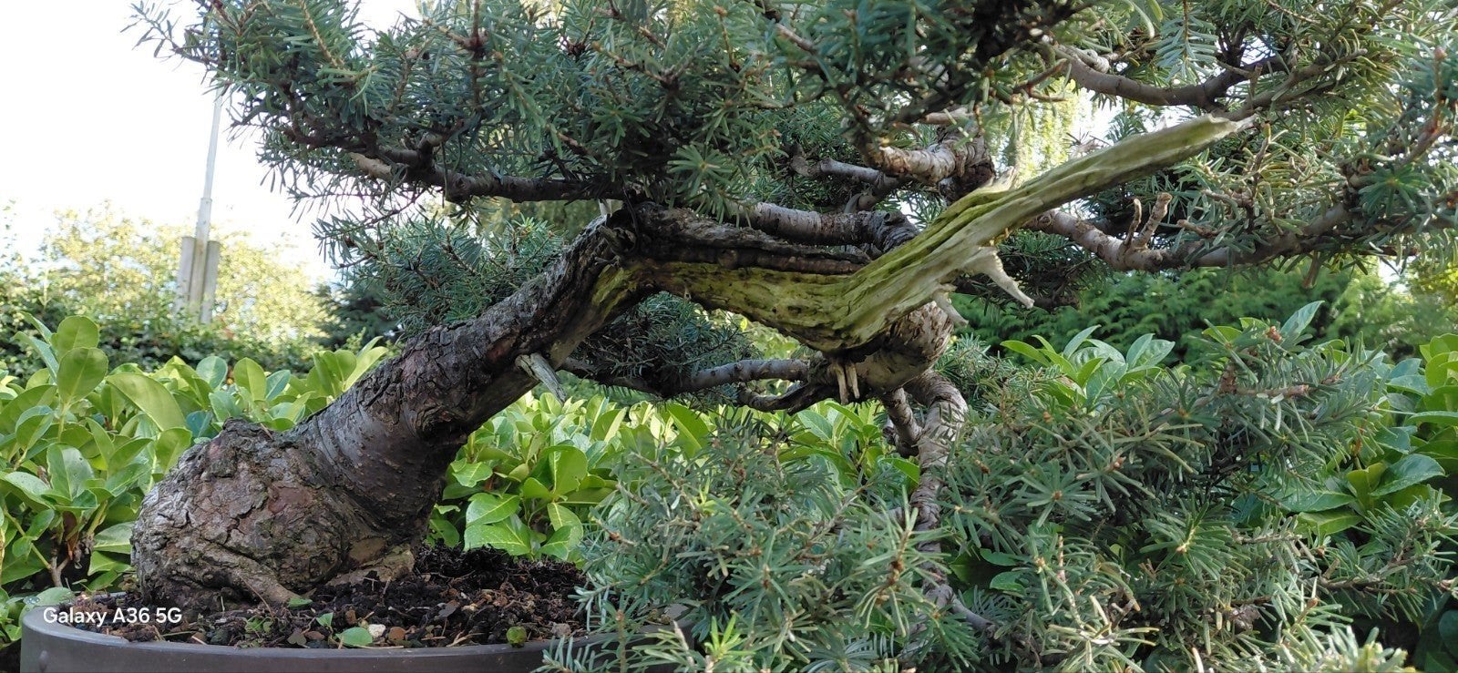 BONSAI, bod gevraagd op ABIES bonsai, Ophalen, Overige soorten, Volle zon