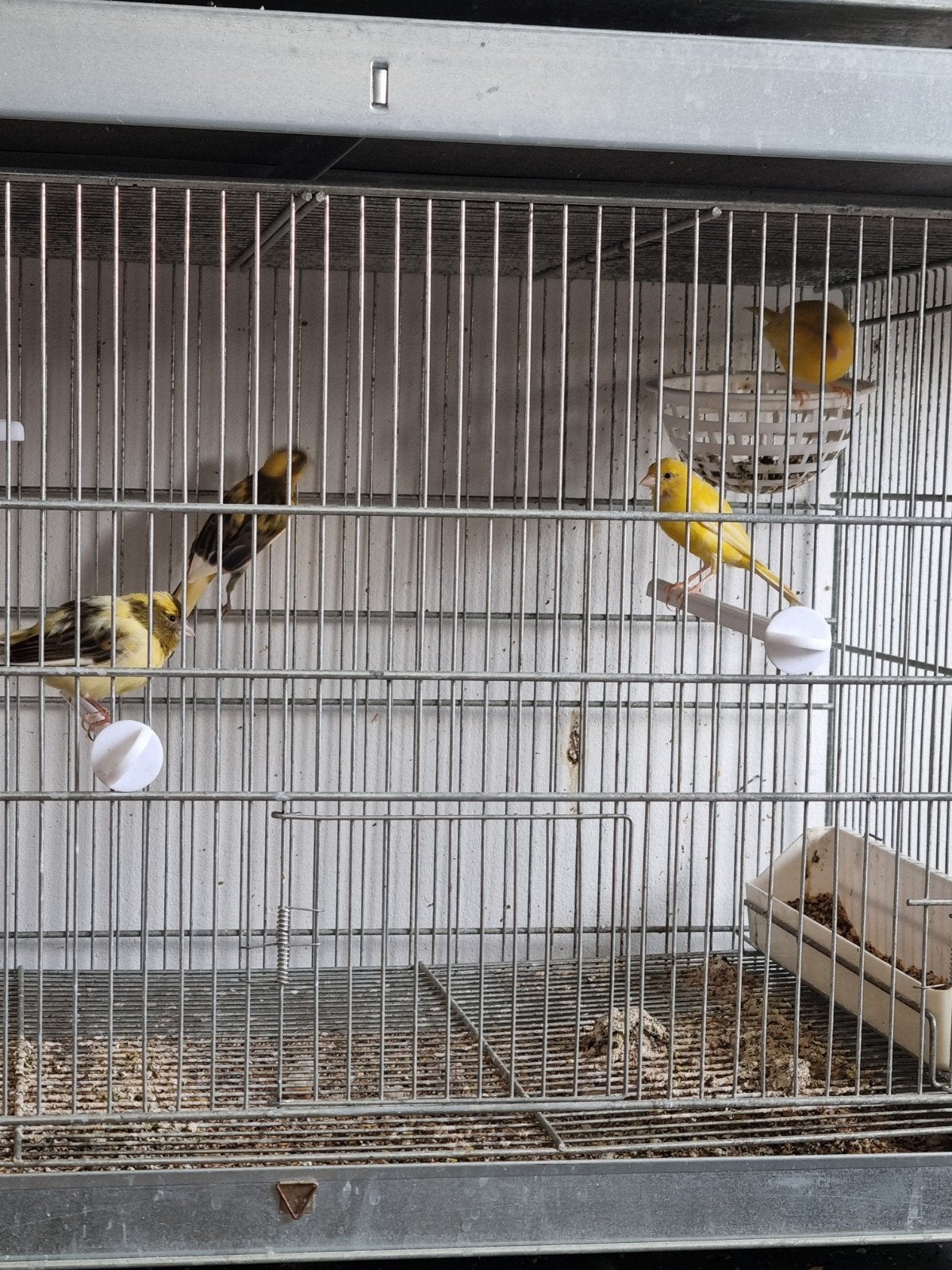 raza kanaries, Dieren en Toebehoren, Meerdere dieren, Kleurkanarie