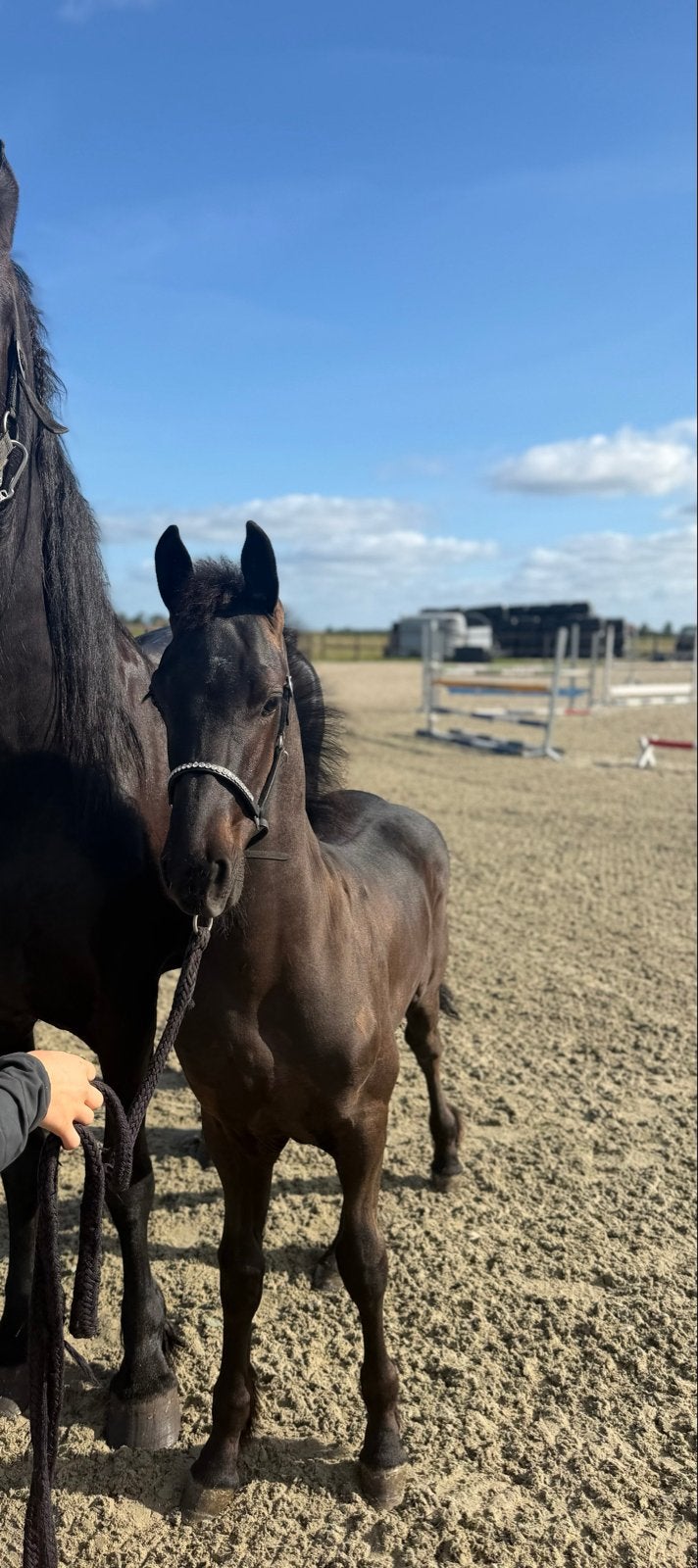Fries Hengstenveulen te koop!, Dieren en Toebehoren, Minder dan 160 cm, Niet van toepassing, Dressuurpaard, 0 tot 2 jaar