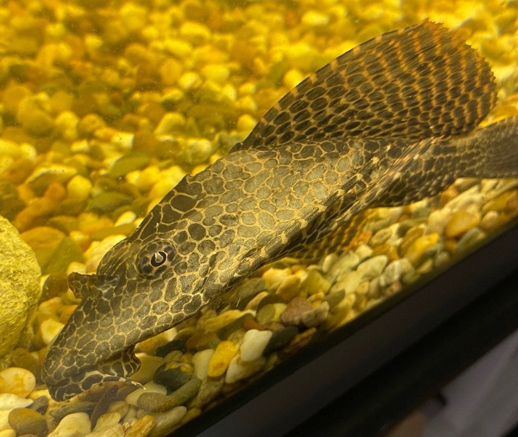 GRATIS Algeneter Voor In Het Aquarium, Dieren en Toebehoren, Ophalen, Overige typen