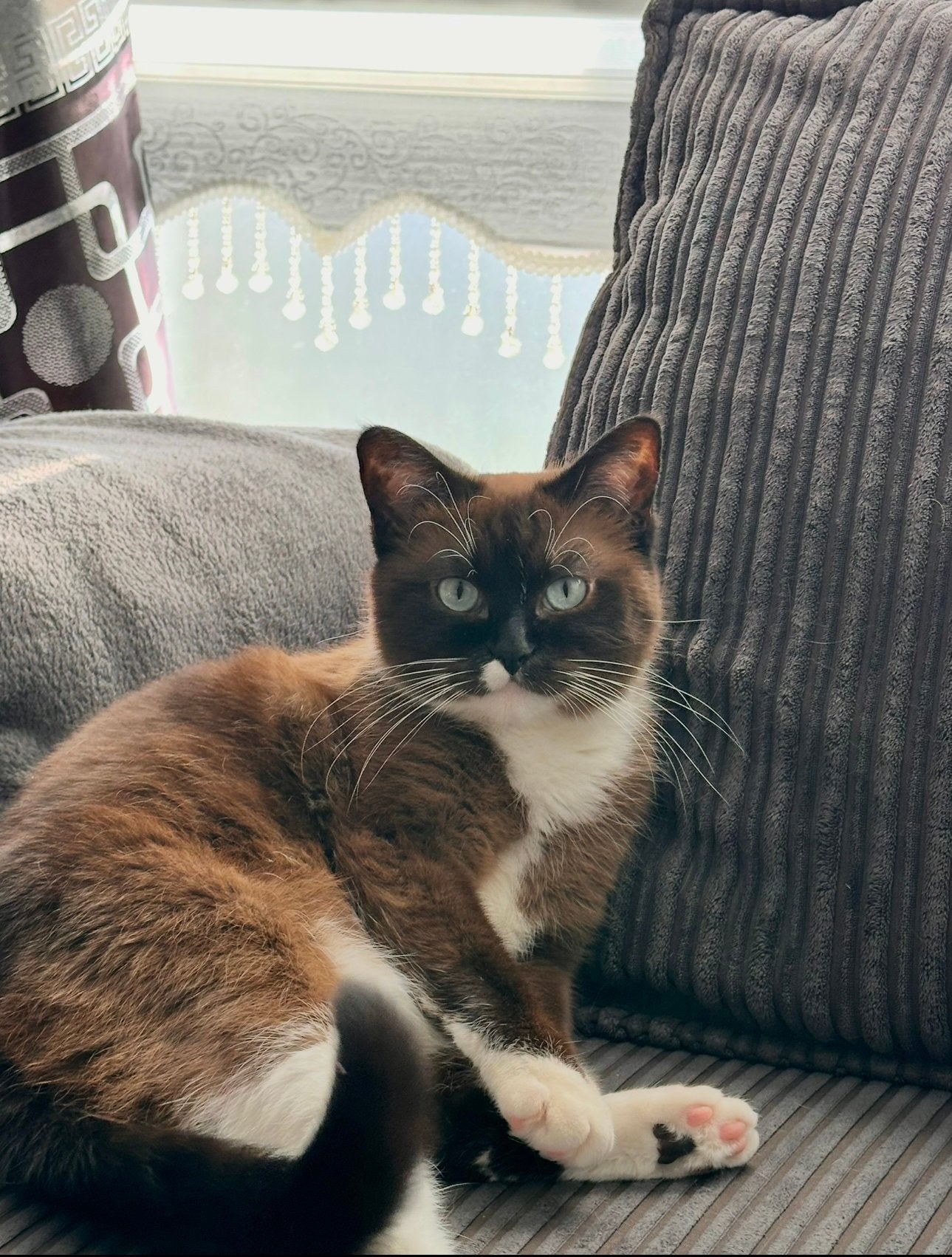 Lieve en sociale poes – Ragdoll x Britse Korthaar, 3 tot 5 jaar