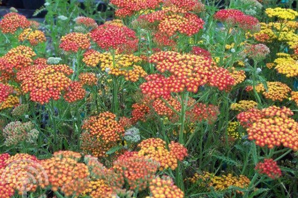 Top 10 van biologisch gekweekte, duurzame vaste tuinplanten, Bodembedekkers, Volle zon, Vaste plant, Ophalen of Verzenden
