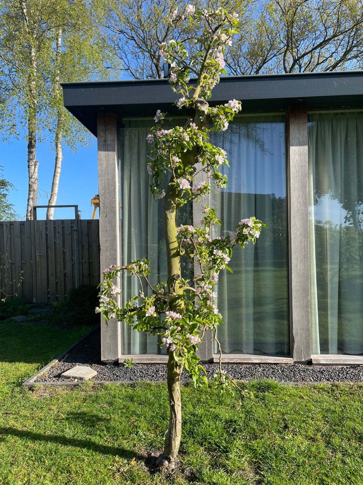 Elstar Appelbomen 95,- p/s, Lente, 250 tot 400 cm, Volle zon, In pot