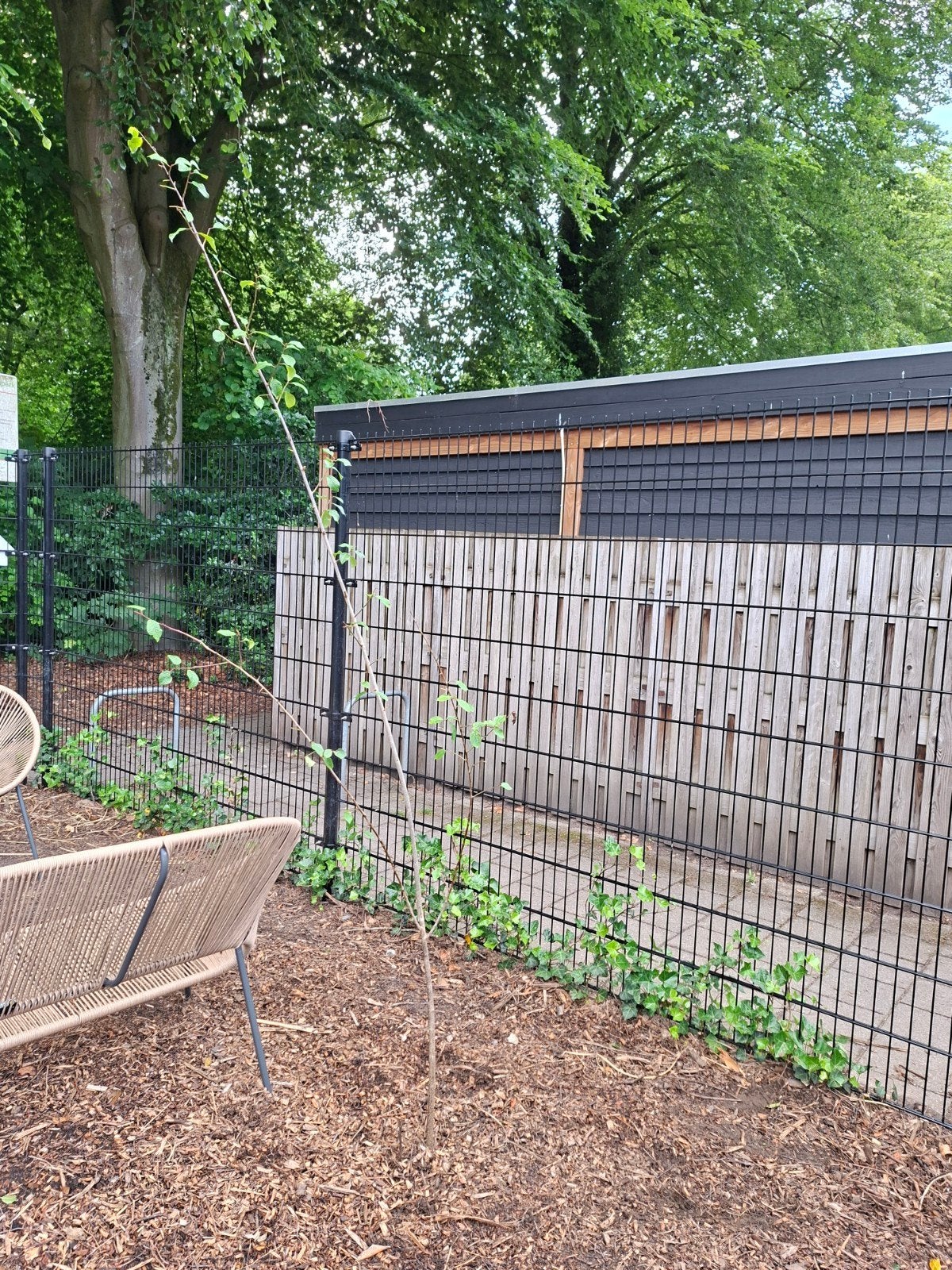 pruimenboom plant denk een pruimenboom, Tuin en Terras, Planten | Bomen, Overige soorten, Zomer, 400 cm of meer, Ophalen