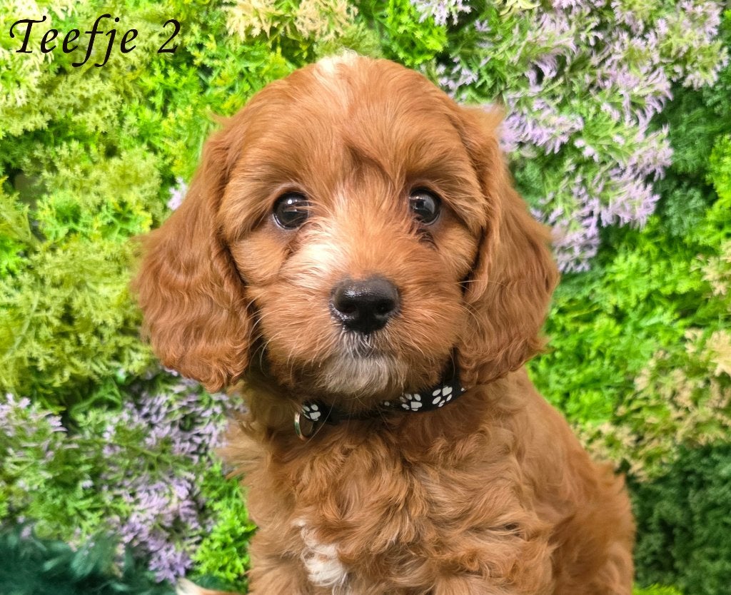 Cavapoo Pups, Dieren en Toebehoren, Honden | Chihuahua's en Gezelschapshonden, Meerdere dieren, Overige rassen, Fokker | Hobbymatig