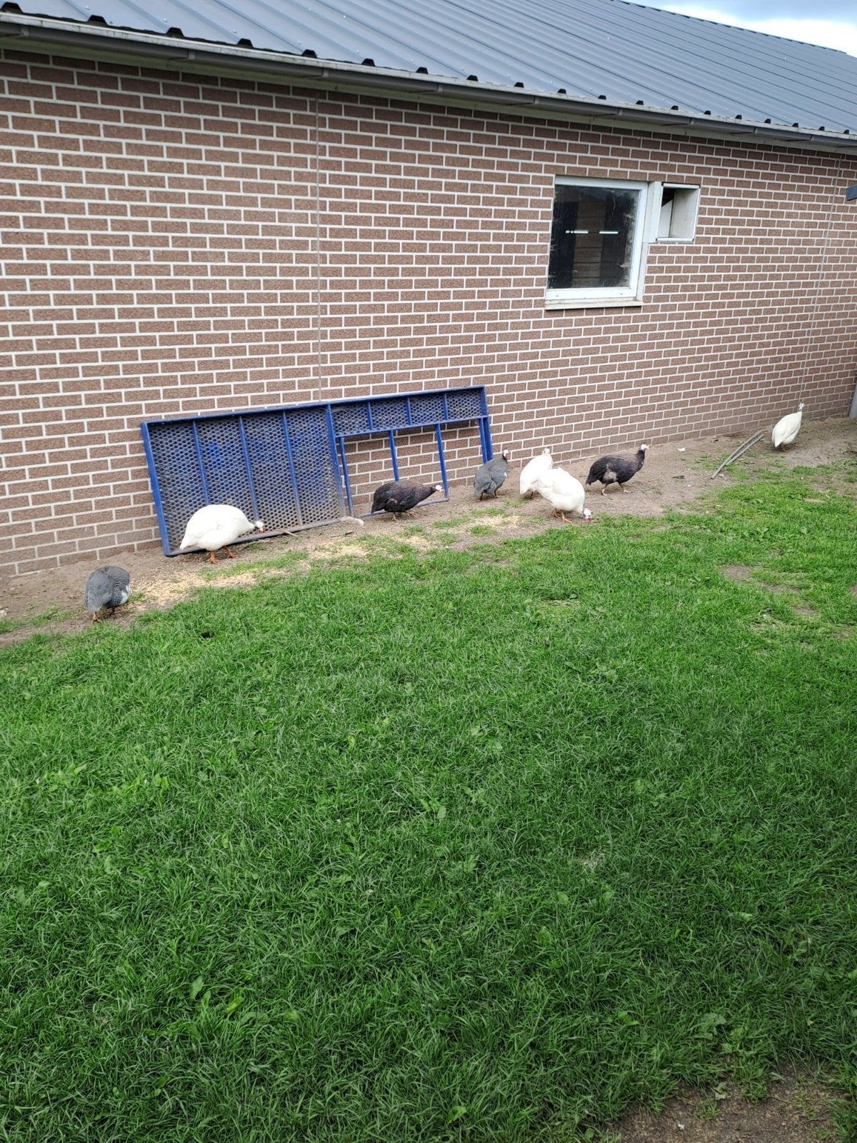 Jonge kalkoenen en parelhoenders, Meerdere dieren, Kalkoen