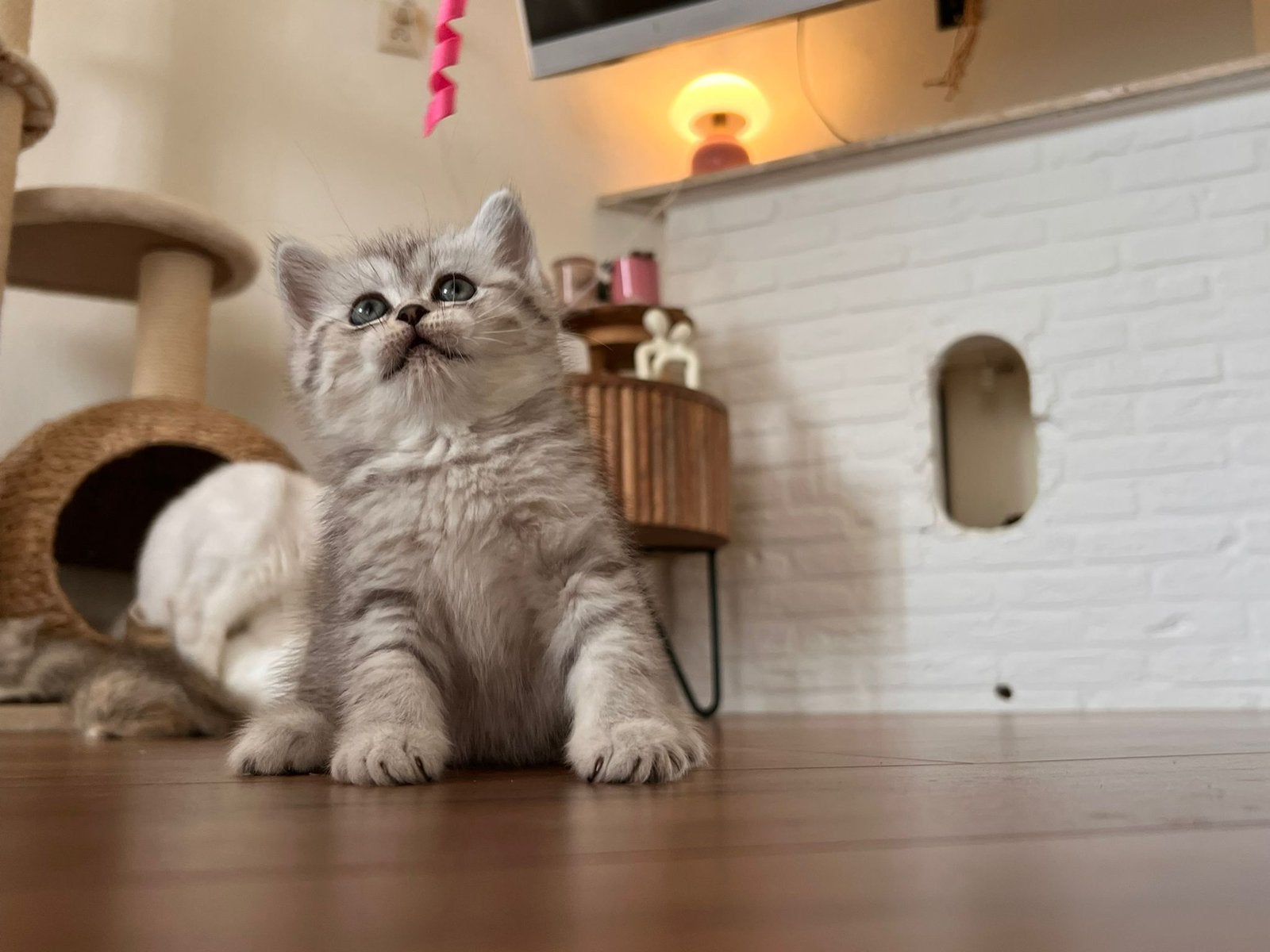 Kitten british korthaar, Dieren en Toebehoren, Meerdere dieren