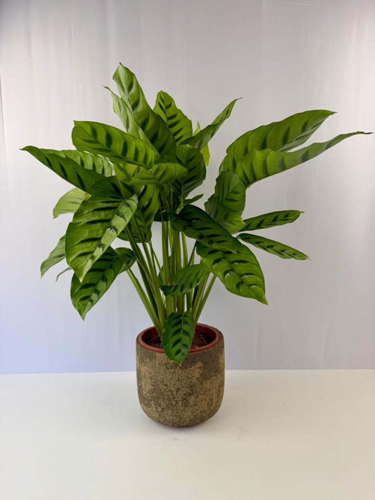 Calathea Leopardina - P17, Overige soorten, In pot, Minder dan 100 cm, Groene kamerplant