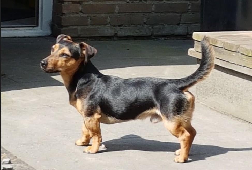 Mooie en lieve Jack Russell ter dekking aangeboden, 6 jaar of ouder, Reu, Eén hond, Nederland