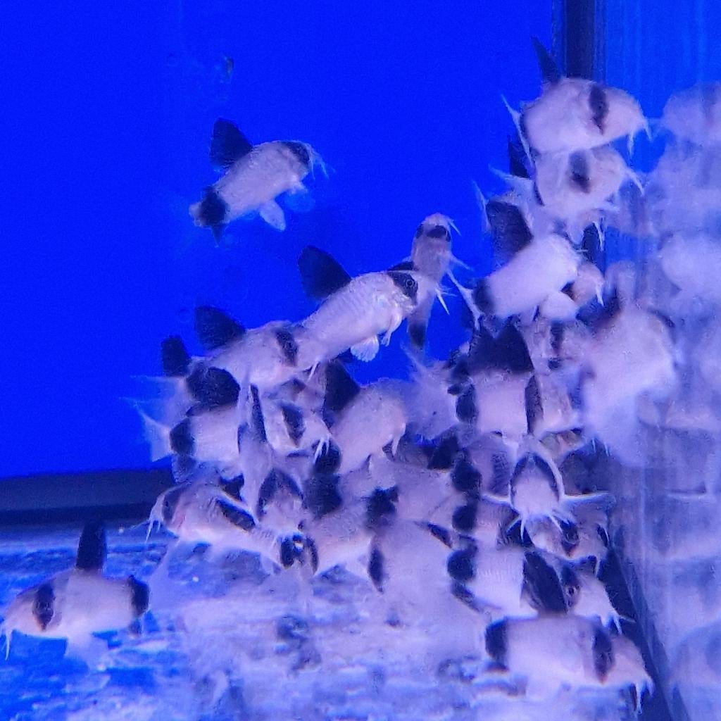 Corydoras Panda Corydoras Sterbai Corydoras Orange laser, Dieren en Toebehoren, Vis, Zoetwatervis