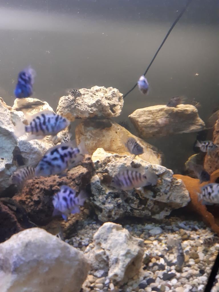 Zebracichlide  cichlide vissen, Vis