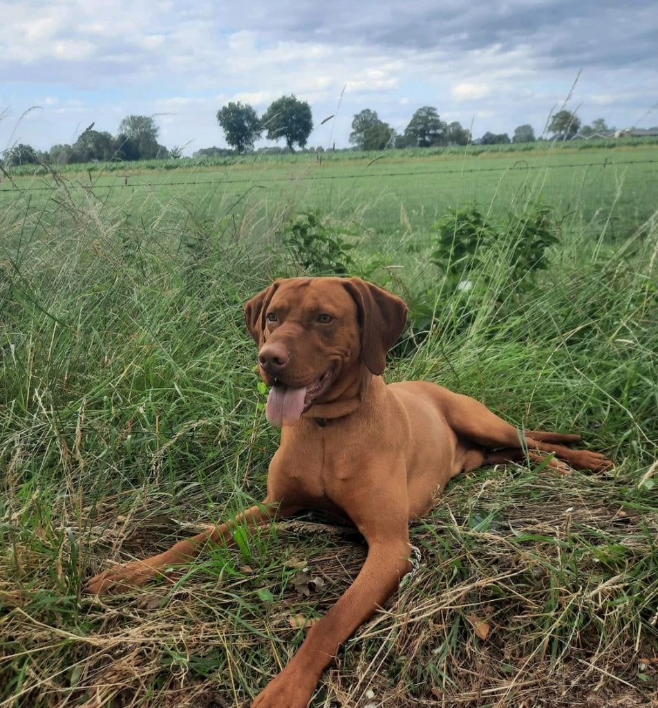 Ervaren Magyar Vizsla dekreu, Reu, Parvo, Eén hond, 3 tot 5 jaar