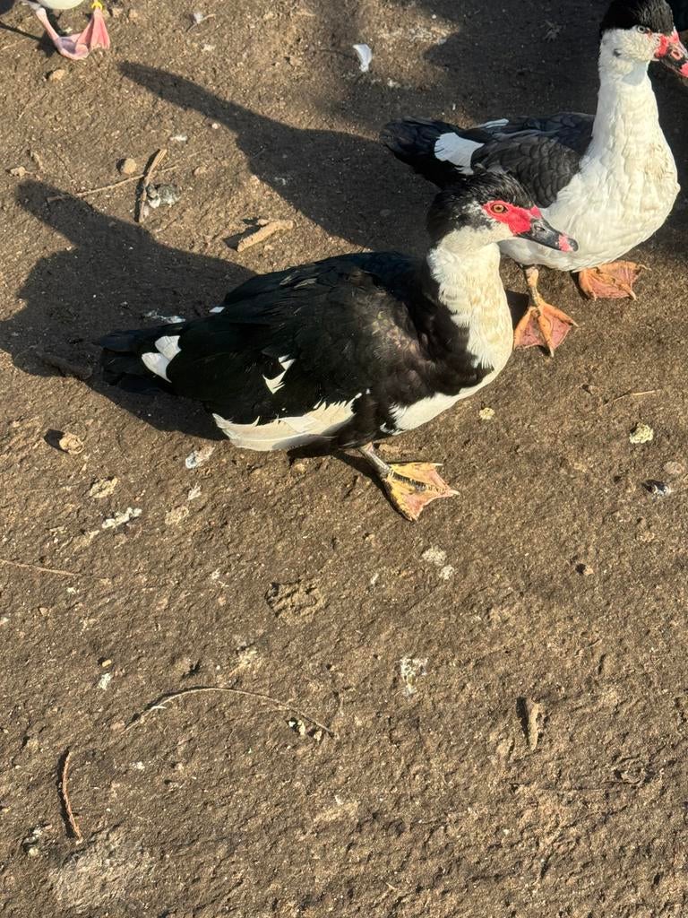 Kaapse muskus eenden, Meerdere dieren, Eend