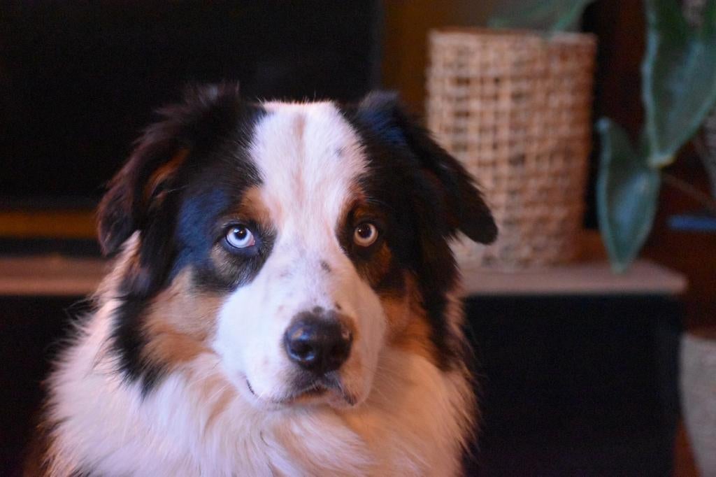 DEKREU AUSTRALIAN SHEPHERD, Dieren en Toebehoren, Reu, 1 tot 2 jaar, Parvo, Eén hond