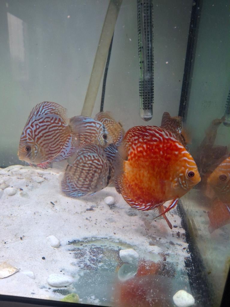 Discussen ,discus  vissen 24 stuks., Dieren en Toebehoren, Vis