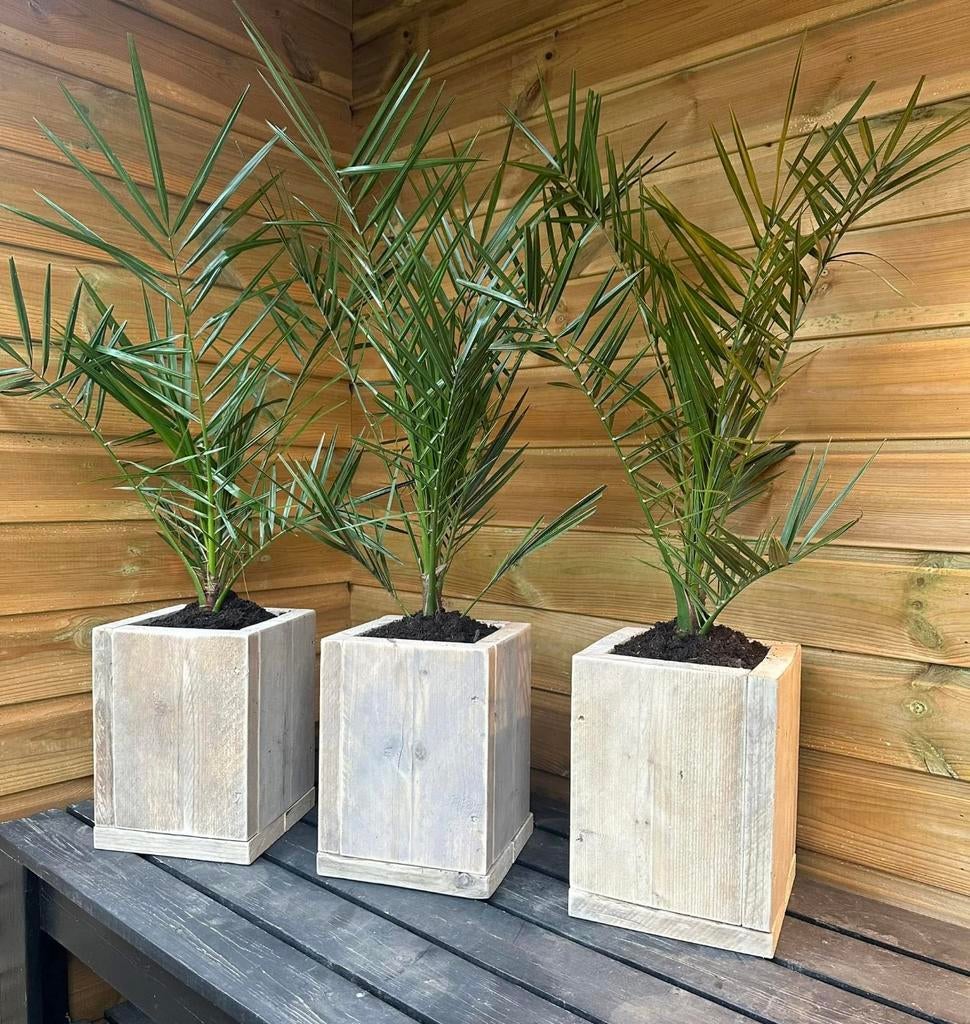 PHOENIX PALM IN STEIGERHOUT, Tuin en Terras, Bloembakken en Plantenbakken, Ophalen, Vierkant, Zo goed als nieuw, 60 cm of meer