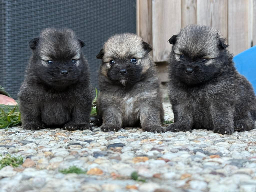 3 Pomeriaantjes te koop (ouders aanwezig), Dieren en Toebehoren, Honden | Bulldogs, Pinschers en Molossers, Overige rassen, 8 tot 15 weken
