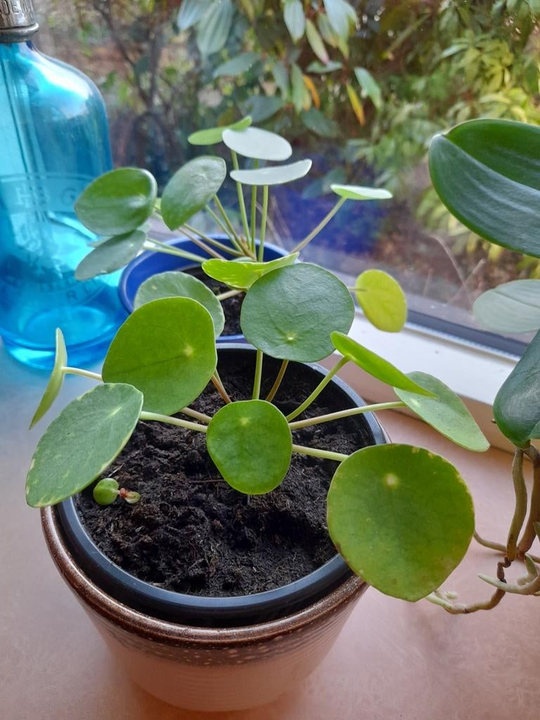 Pannenkoekplant of Pilea, Huis en Inrichting, Kamerplanten, Ophalen, Halfschaduw, Minder dan 100 cm