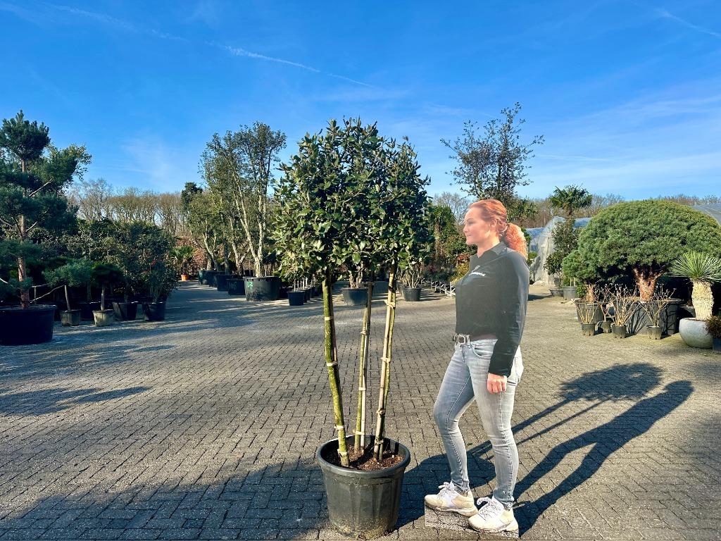 Groenblijvende steeneik (Quercus ilex) 3 stammig te koop!!!, 100 tot 250 cm, Zomer, Volle zon, In pot