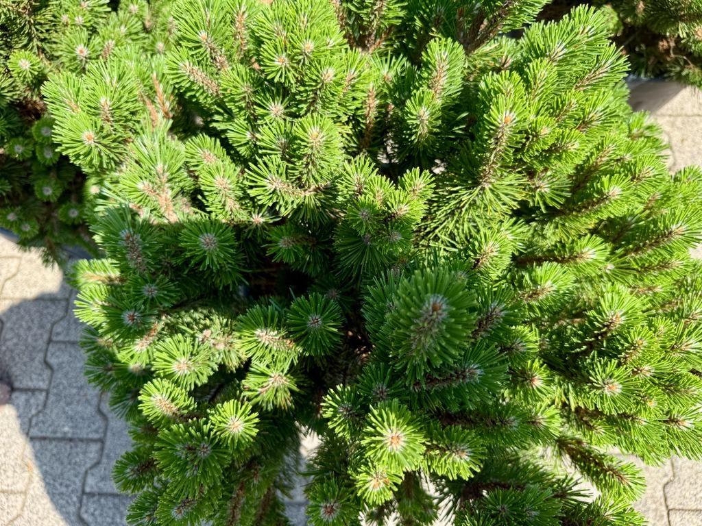 Pinus mugo Turra 50-60 cm planthoogte te koop!, Tuin en Terras, Planten | Bomen, In pot, Halfschaduw, Minder dan 100 cm, Zomer