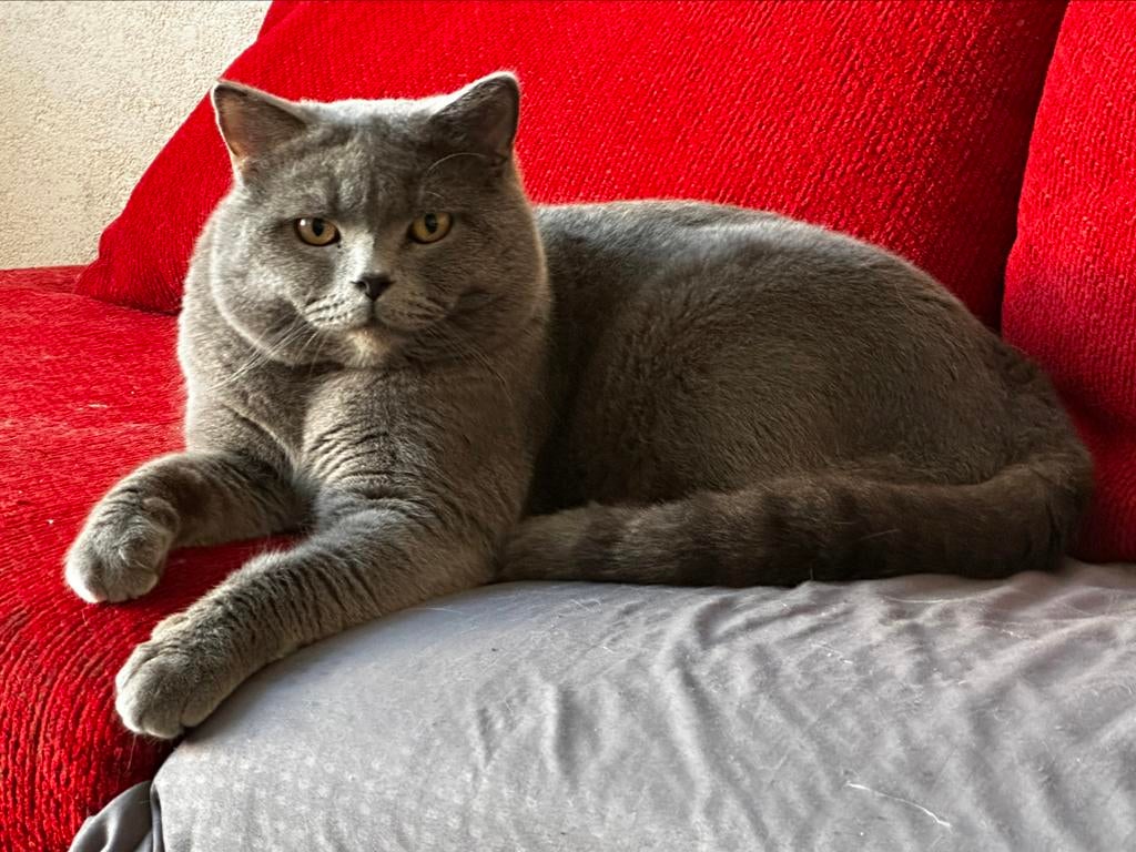 Britse Korthaar Dekkater (niet te koop), Dieren en Toebehoren