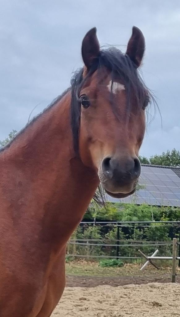 Schitterende Welsh pony, Dieren en Toebehoren, Pony's, Met stamboom, Ruin, 3 tot 6 jaar, C pony (1.27m tot 1.37m)