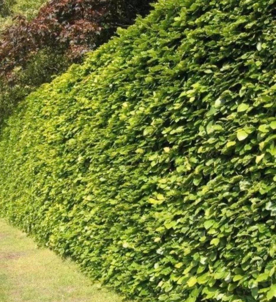 Beukenhaag, Tuin en Terras, Planten | Bomen, Ophalen of Verzenden, Bloeit niet, Halfschaduw, Overige soorten