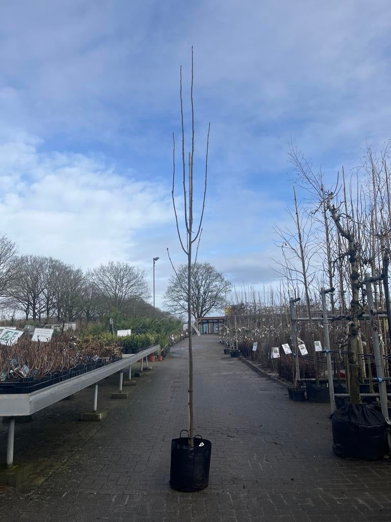 Sorbus aucuparia Edulis - Lijsterbes, Halfschaduw, Overige soorten, Lente, 250 tot 400 cm